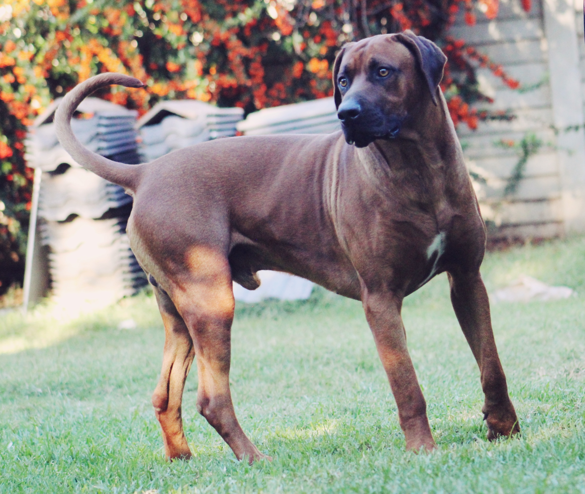 Zeus