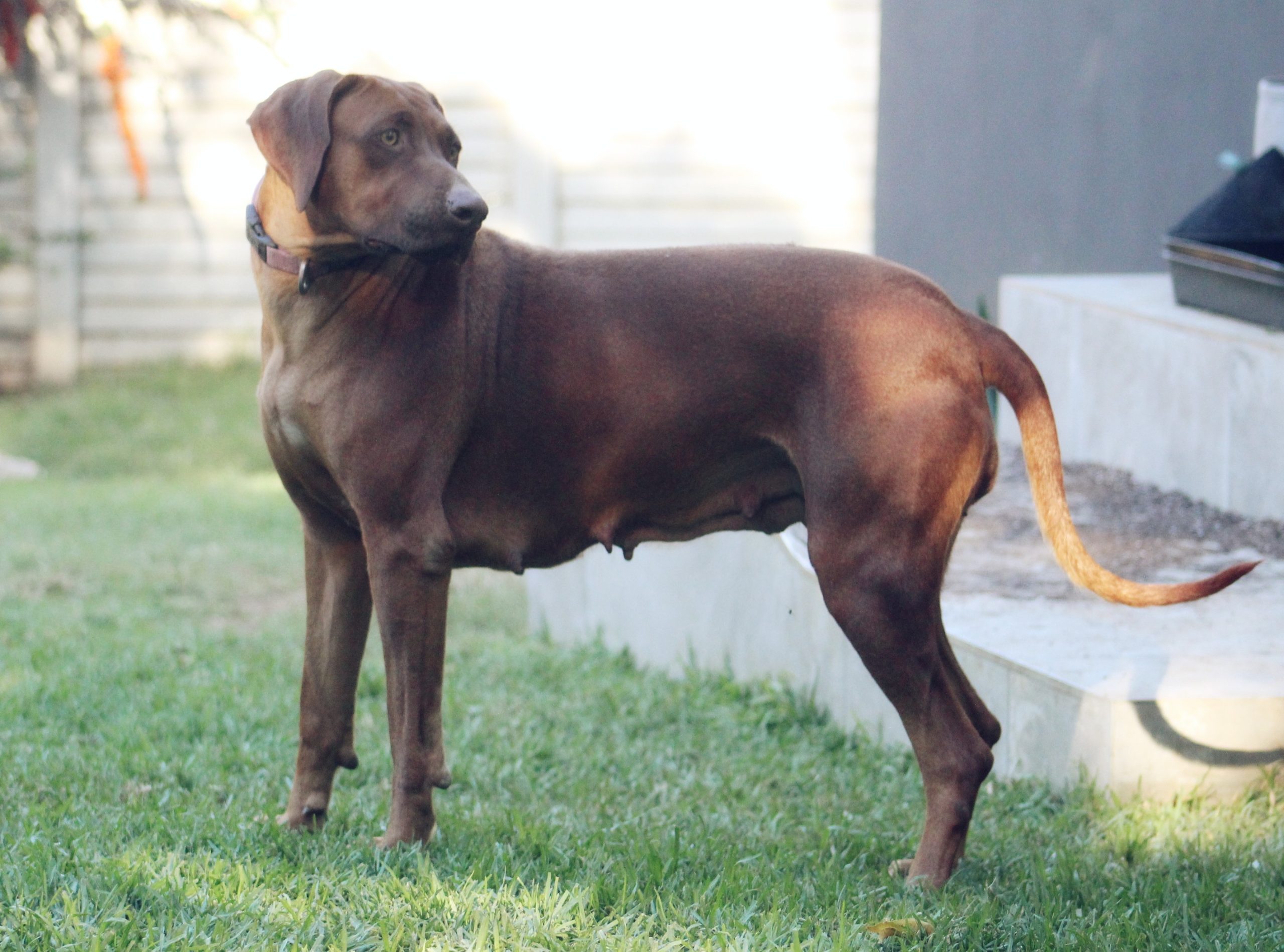 Ariadne Infiniamo Rhodesian Ridgebacks Dog Breeders in Bloemfontein